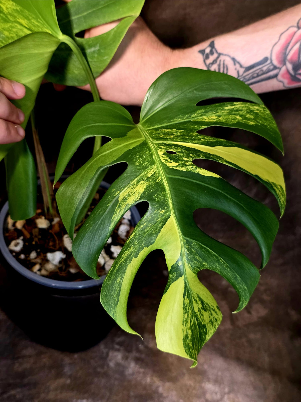 Monstera Borsigiana Aurea Variegated - Exact Plant - US Seller - (June-16-04)