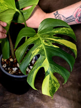 Monstera Borsigiana Aurea Variegated - Exact Plant - US Seller - (June-16-04)