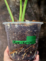 Monstera Borsigiana Aurea Variegated - Exact Plant - US Seller - (June-16-04)
