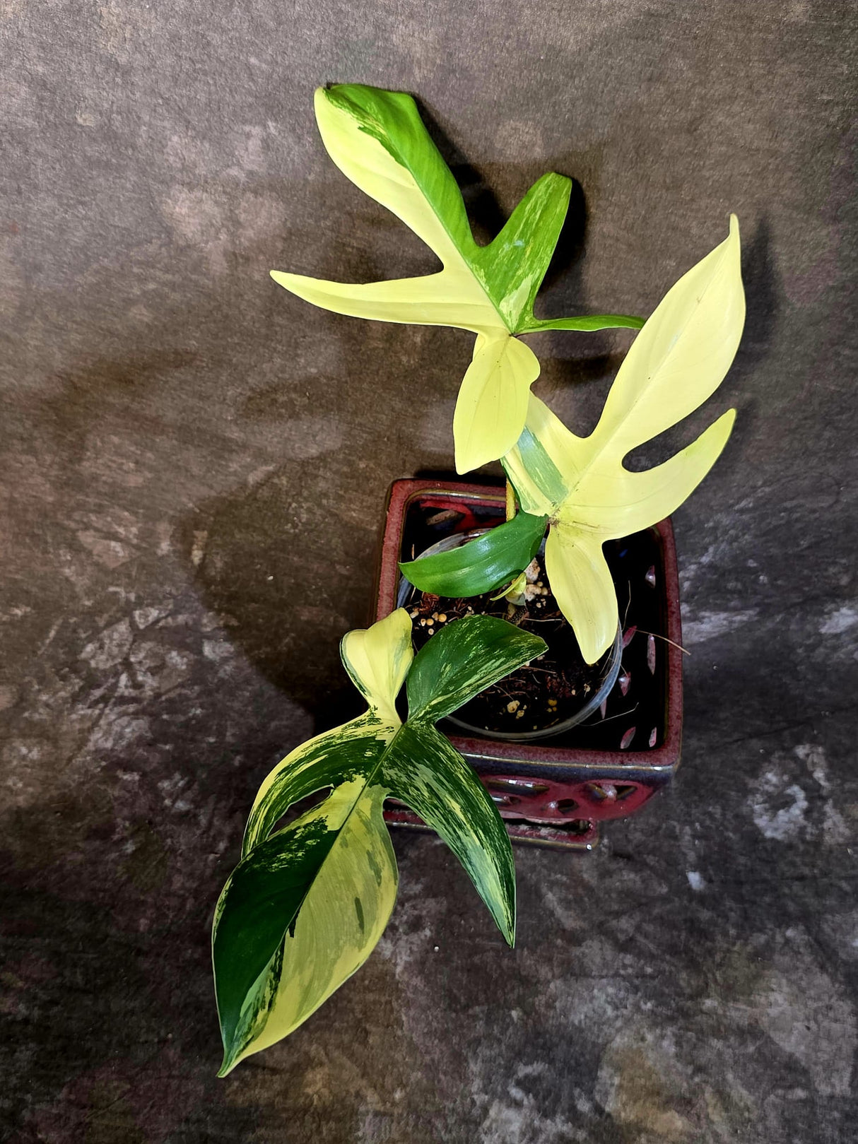 Variegated Philodendron Florida Beauty - Rare Live Plant - (June-16-31)