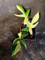 Variegated Philodendron Florida Beauty - Rare Live Plant - (June-16-31)