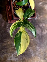 Variegated Philodendron Florida Beauty - Rare Live Plant - (June-16-31)