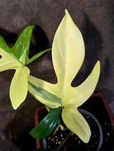 Variegated Philodendron Florida Beauty - Rare Live Plant - (June-16-31)