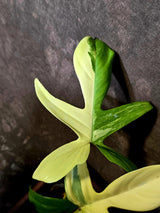 Variegated Philodendron Florida Beauty - Rare Live Plant - (June-16-31)