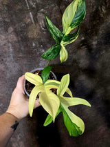 Variegated Philodendron Florida Beauty - Rare Live Plant - (June-16-31)