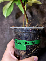 Variegated Philodendron Florida Beauty - Rare Live Plant - (June-16-31)