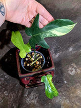 Variegated Philodendron Florida Beauty - Rare Live Plant - (June-16-32)