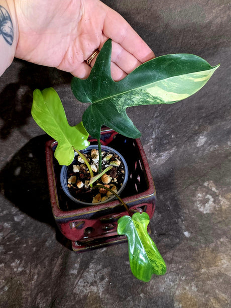 Variegated Philodendron Florida Beauty - Rare Live Plant - (June-16-32)