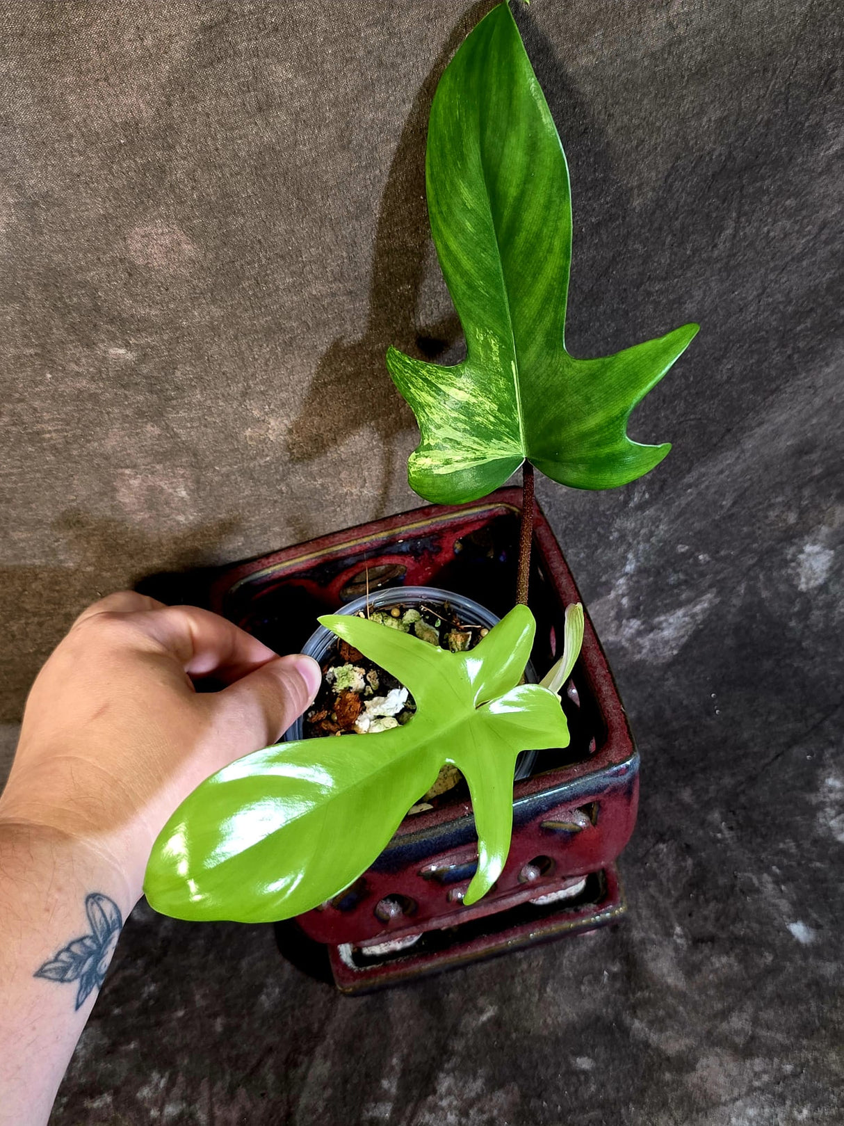 Variegated Philodendron Florida Beauty - Rare Live Plant - (June-16-33)