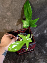 Variegated Philodendron Florida Beauty - Rare Live Plant - (June-16-33)