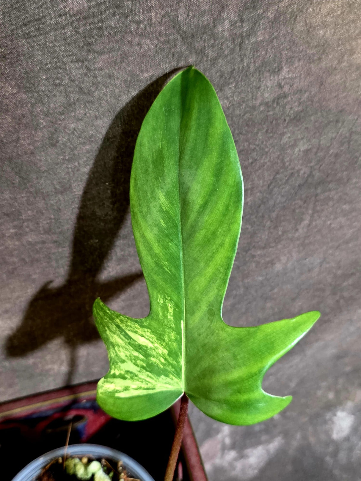 Variegated Philodendron Florida Beauty - Rare Live Plant - (June-16-33)