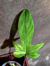 Variegated Philodendron Florida Beauty - Rare Live Plant - (June-16-33)