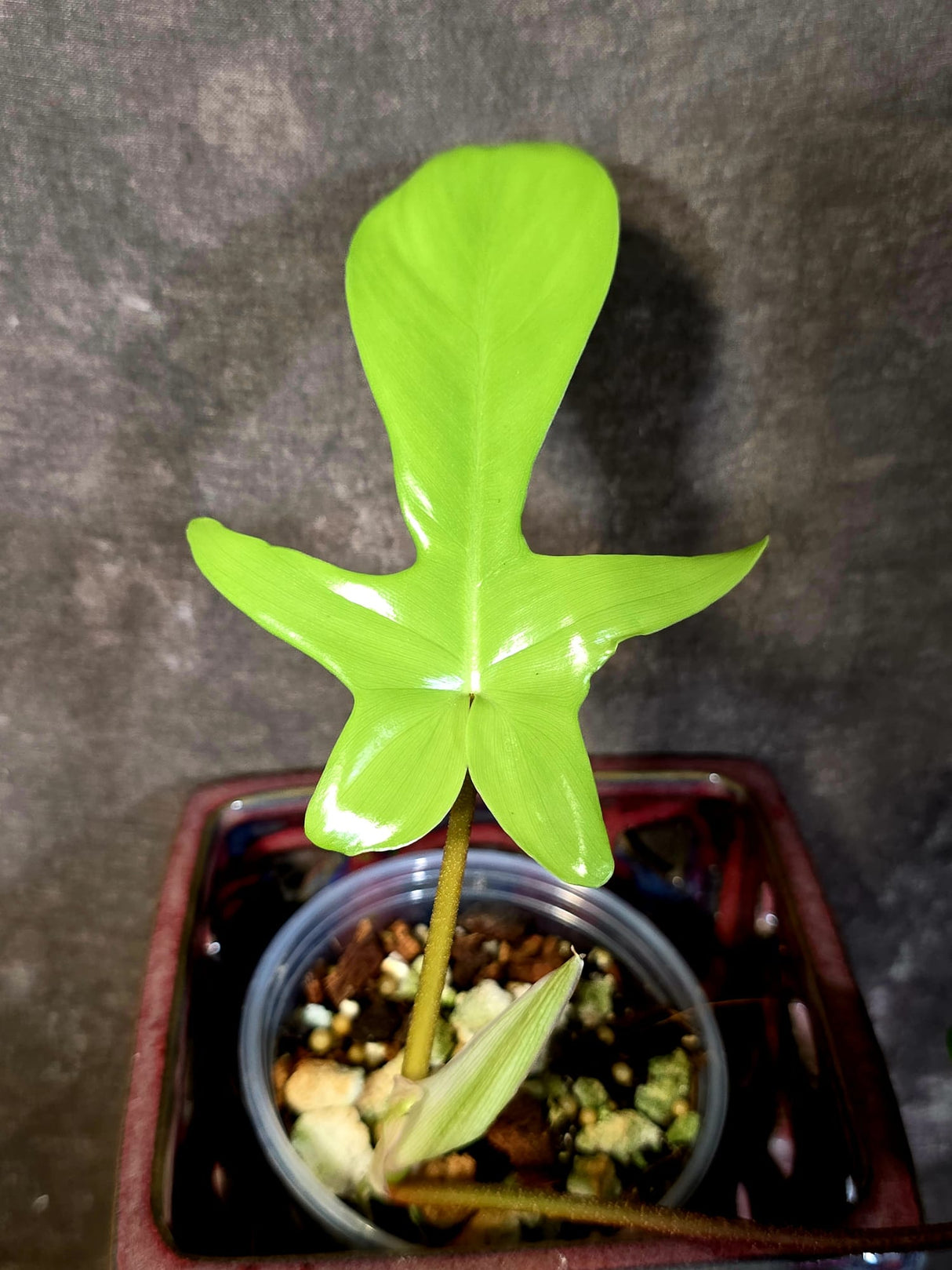 Variegated Philodendron Florida Beauty - Rare Live Plant - (June-16-33)