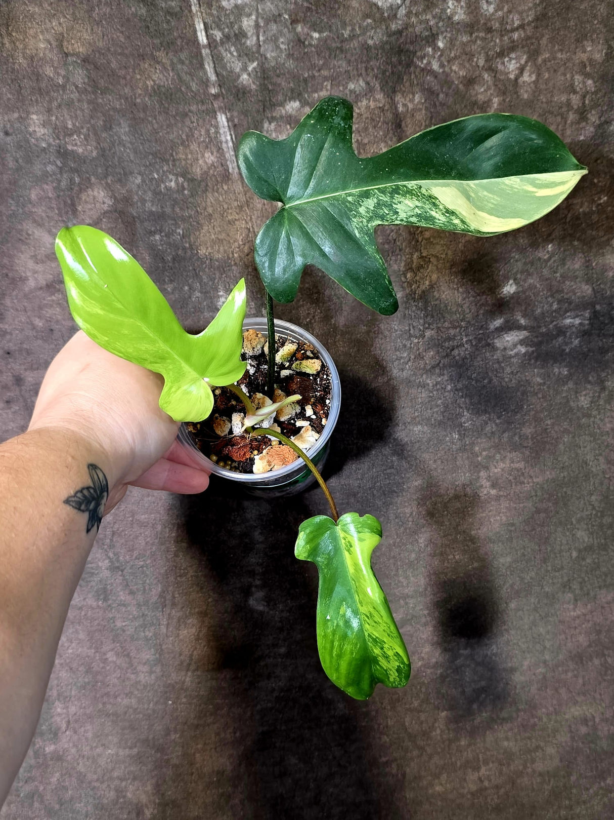 Variegated Philodendron Florida Beauty - Rare Live Plant - (June-16-32)