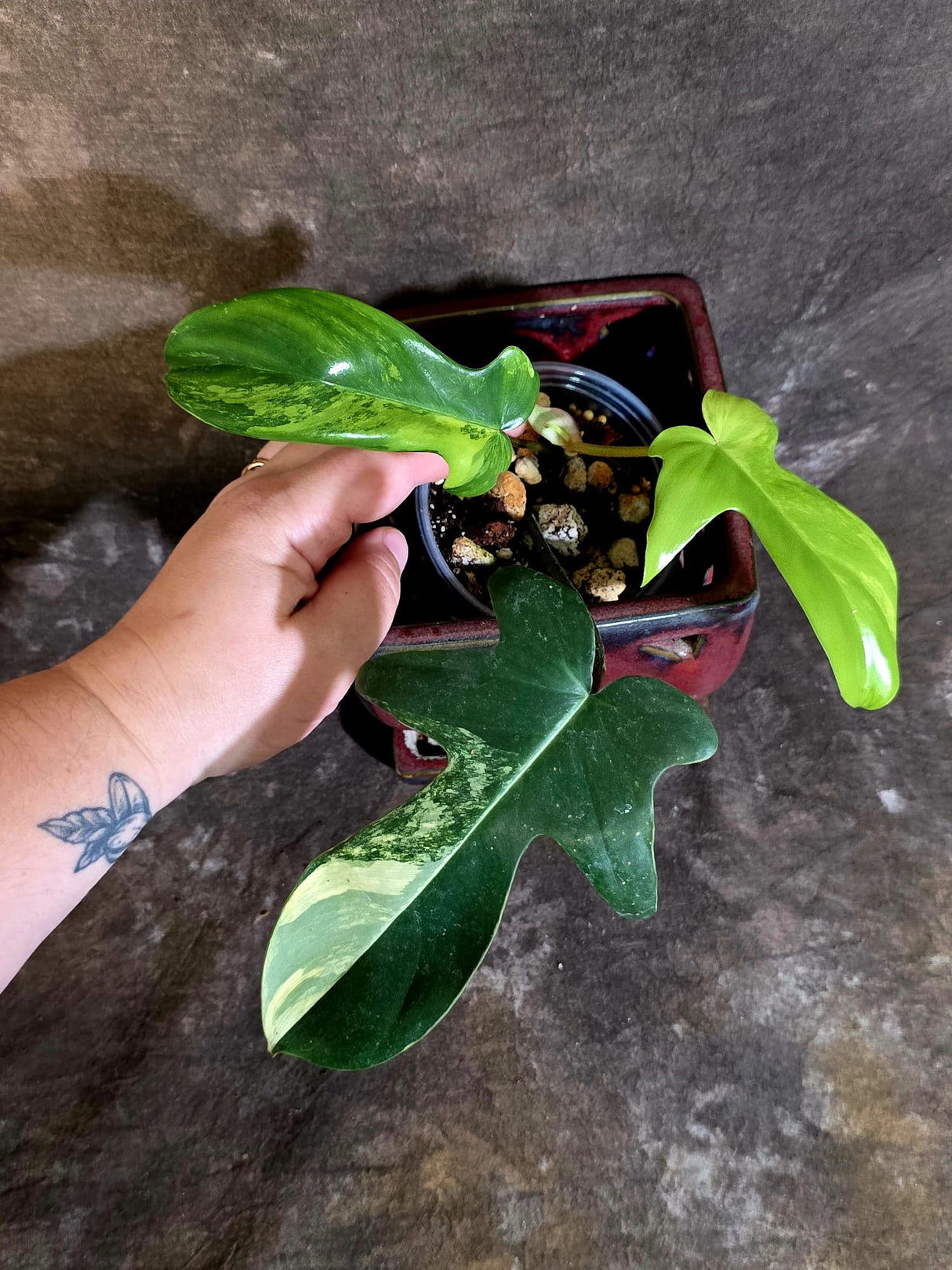 Variegated Philodendron Florida Beauty - Rare Live Plant - (June-16-32)