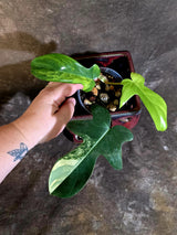Variegated Philodendron Florida Beauty - Rare Live Plant - (June-16-32)