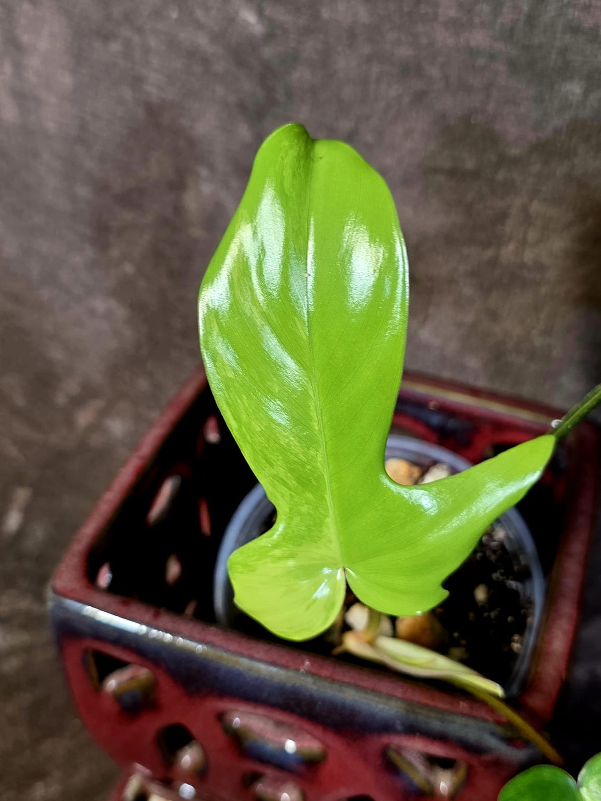 Variegated Philodendron Florida Beauty - Rare Live Plant - (June-16-32)