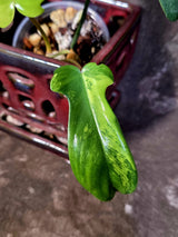 Variegated Philodendron Florida Beauty - Rare Live Plant - (June-16-32)