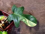 Variegated Philodendron Florida Beauty - Rare Live Plant - (June-16-32)
