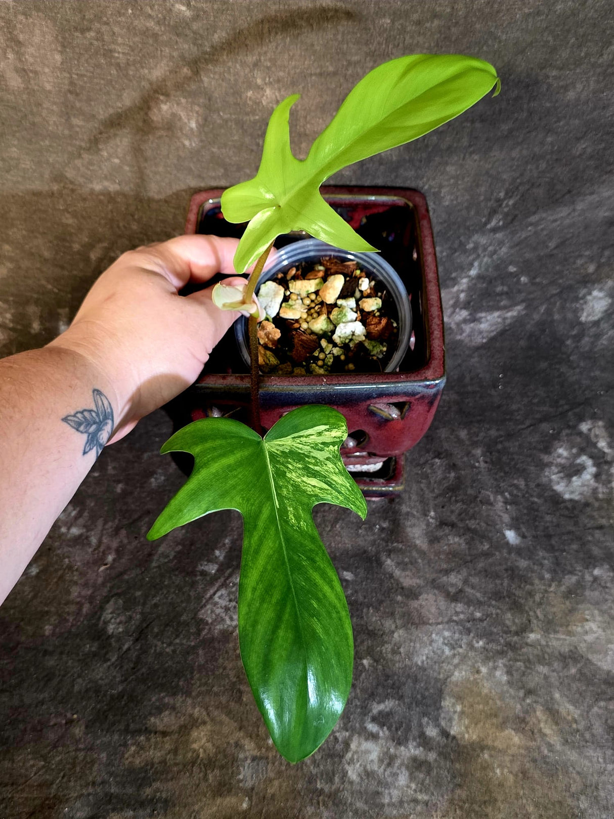 Variegated Philodendron Florida Beauty - Rare Live Plant - (June-16-33)