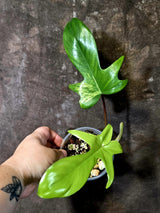 Variegated Philodendron Florida Beauty - Rare Live Plant - (June-16-33)