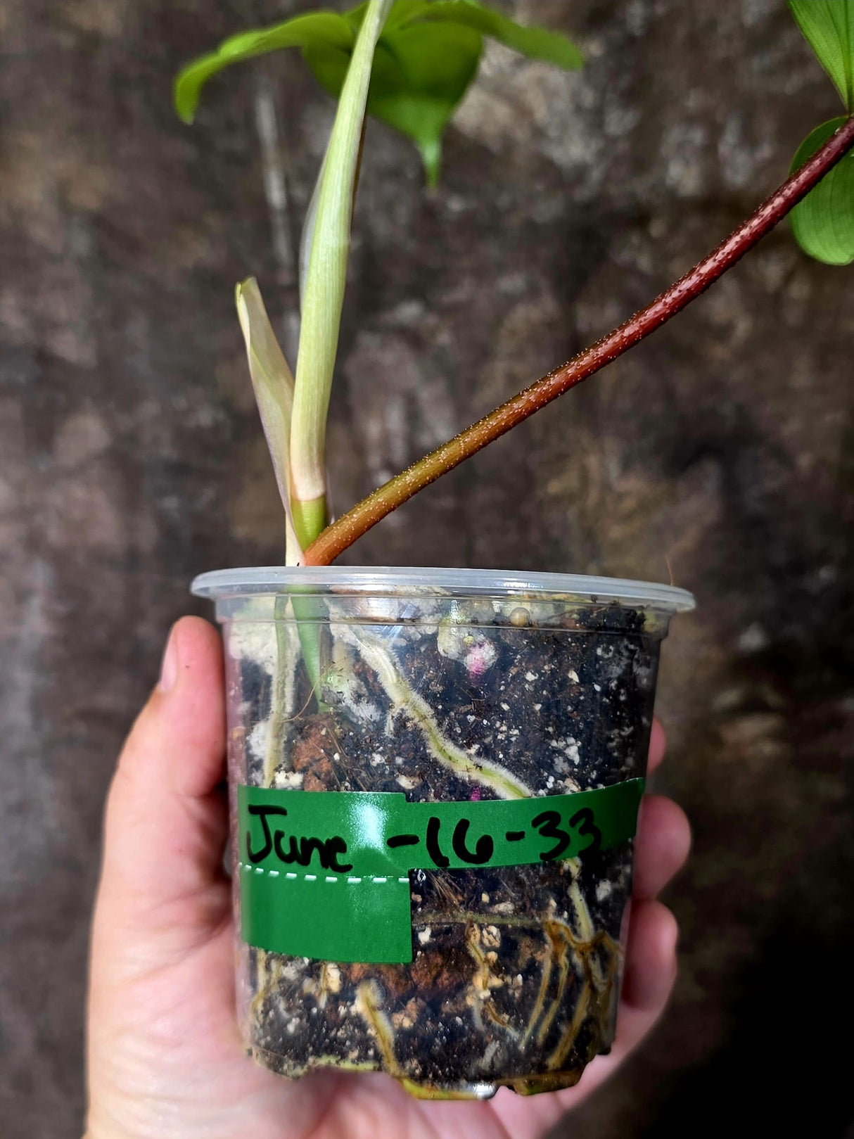 Variegated Philodendron Florida Beauty - Rare Live Plant - (June-16-33)