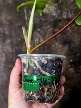 Variegated Philodendron Florida Beauty - Rare Live Plant - (June-16-33)