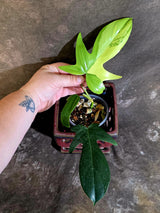Variegated Philodendron Florida Beauty - Rare Live Plant - (June-16-34)