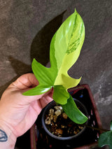 Variegated Philodendron Florida Beauty - Rare Live Plant - (June-16-34)