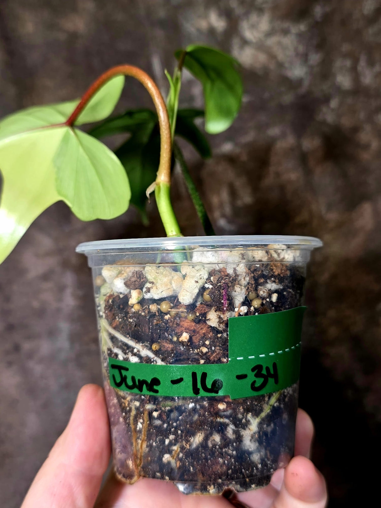 Variegated Philodendron Florida Beauty - Rare Live Plant - (June-16-34)