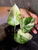 Variegated Monstera Albo Borsigiana - Exact Plant - (June-16-53)