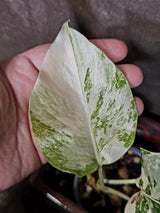 Variegated Monstera Albo Borsigiana - Exact Plant - (June-16-53)