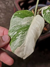 Variegated Monstera Albo Borsigiana - Exact Plant - (June-16-53)