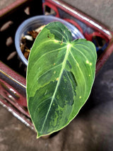 Philodendron Melanochrysum Variegated - Rare Tropical Live House Plant - (June-16-36)