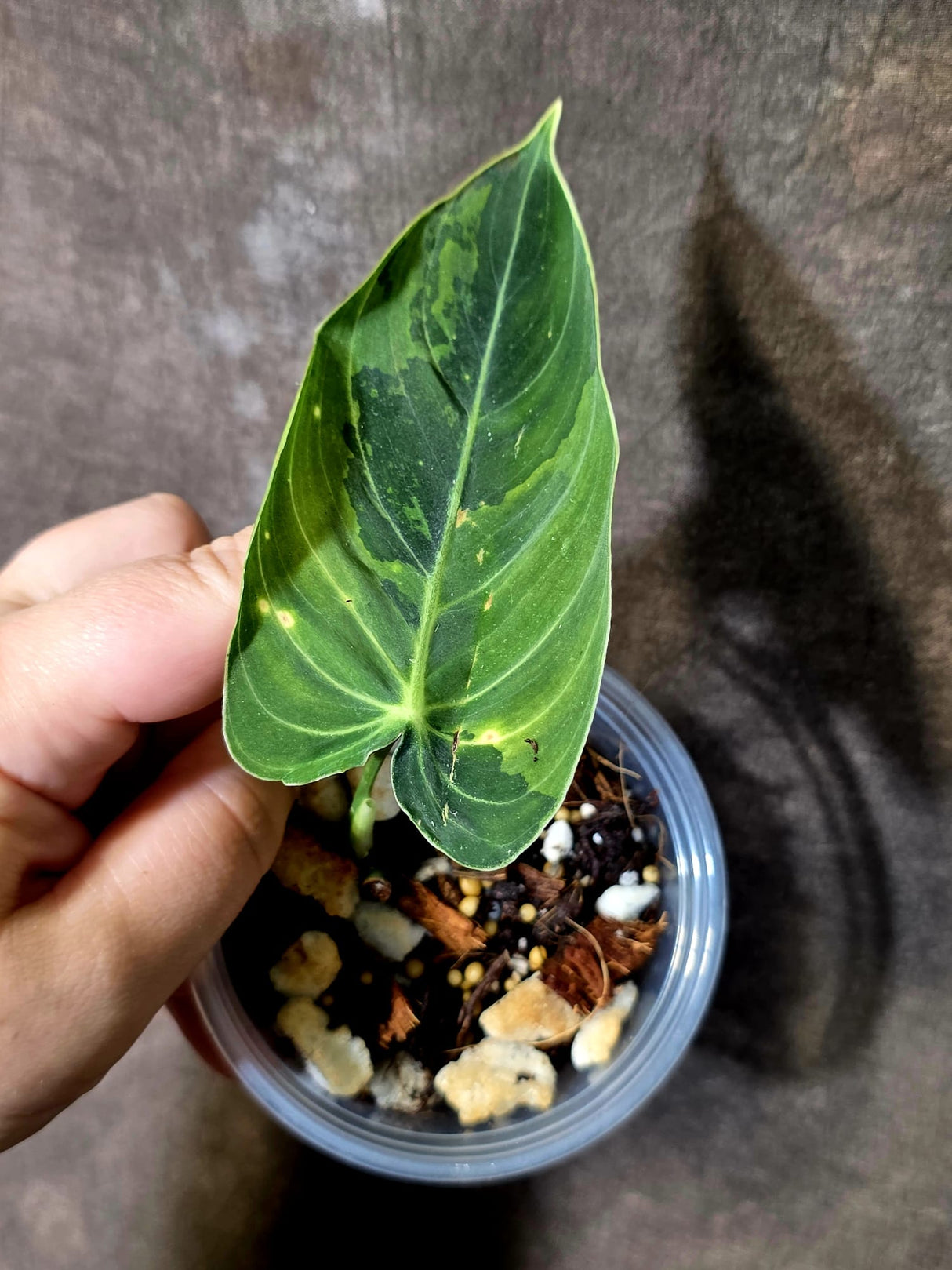 Philodendron Melanochrysum Variegated - Rare Tropical Live House Plant - (June-16-36)