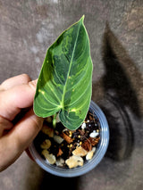 Philodendron Melanochrysum Variegated - Rare Tropical Live House Plant - (June-16-36)