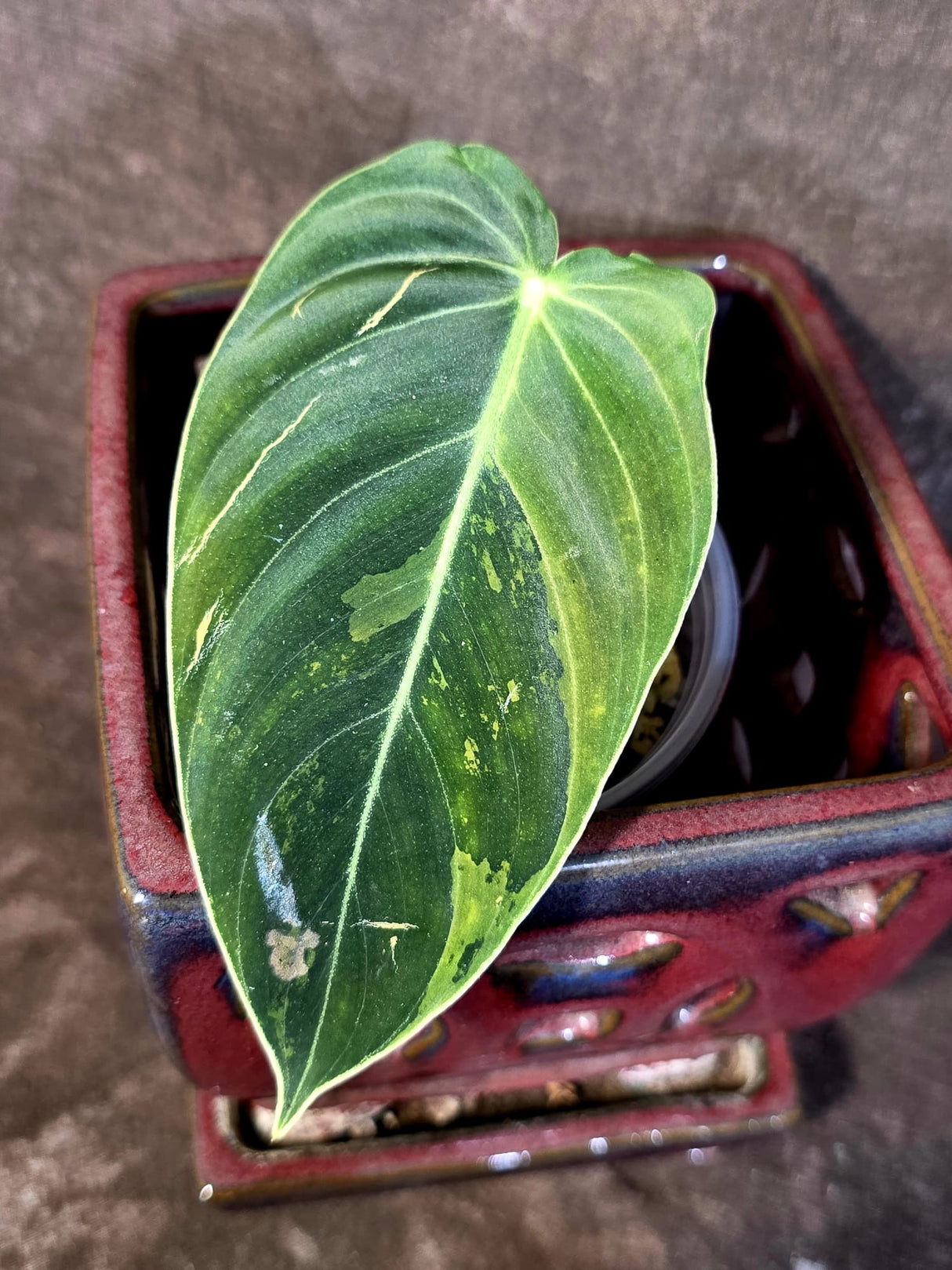 Philodendron Melanochrysum Variegated - Rare Tropical Live House Plant - (June-16-36)