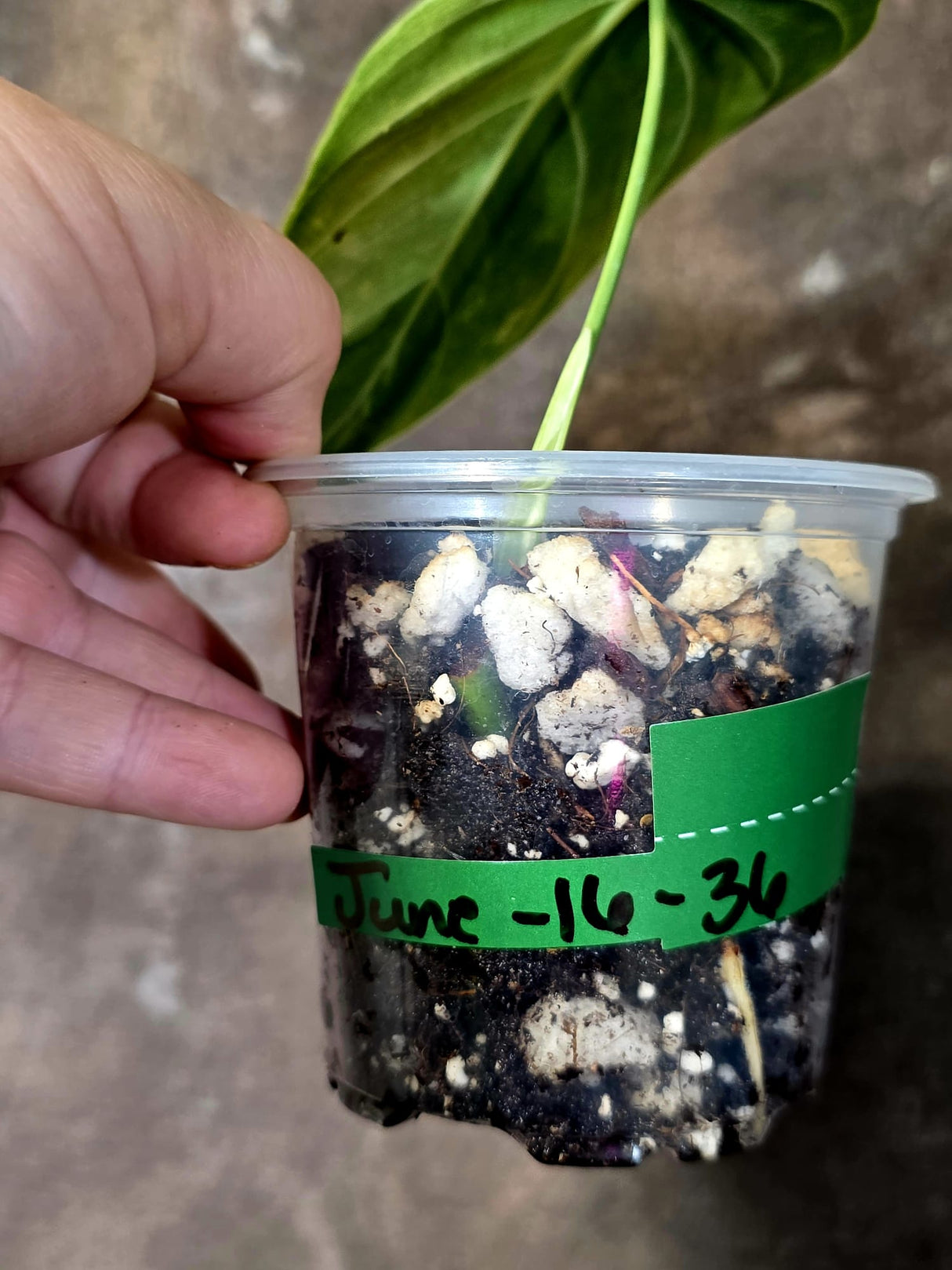 Philodendron Melanochrysum Variegated - Rare Tropical Live House Plant - (June-16-36)