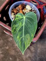 Philodendron Melanochrysum Variegated - Rare Tropical Live House Plant - (June-16-40)