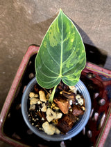 Philodendron Melanochrysum Variegated - Rare Tropical Live House Plant - (June-16-40)