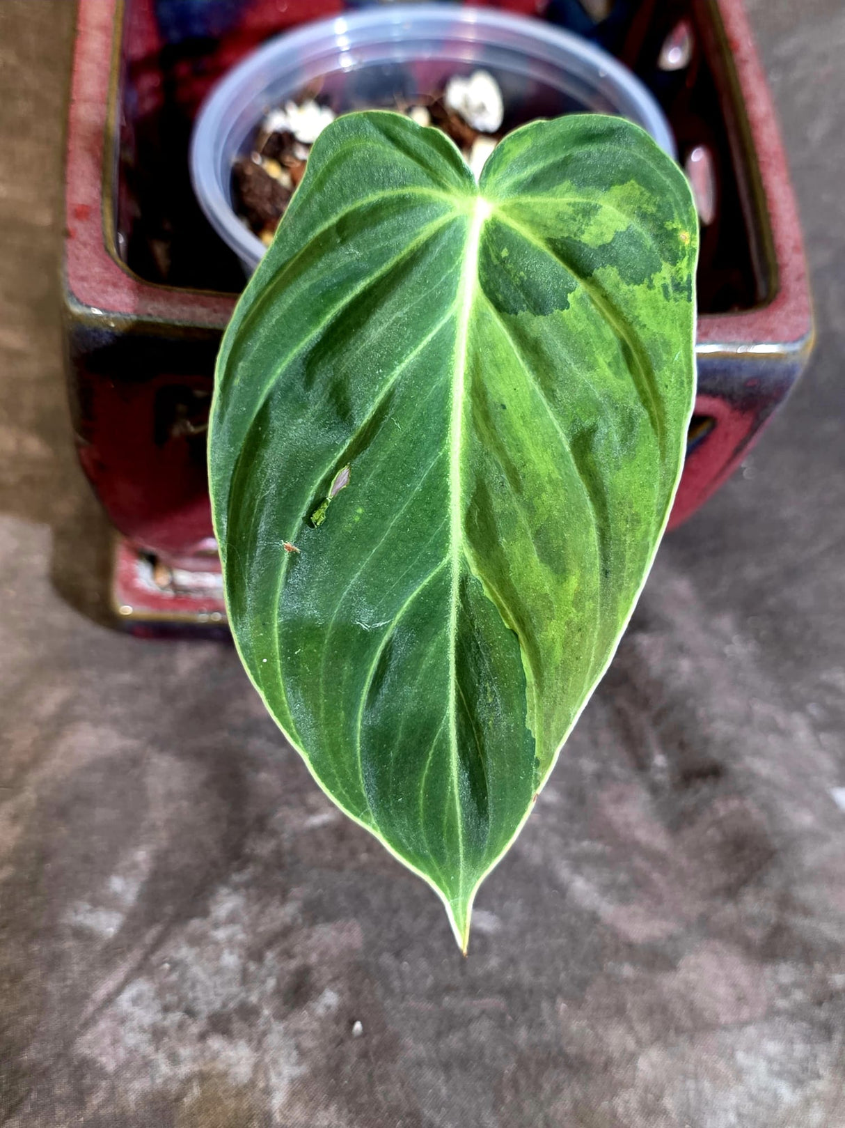 Philodendron Melanochrysum Variegated - Rare EXACT Plant - (June-16-42)