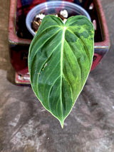 Philodendron Melanochrysum Variegated - Rare EXACT Plant - (June-16-42)