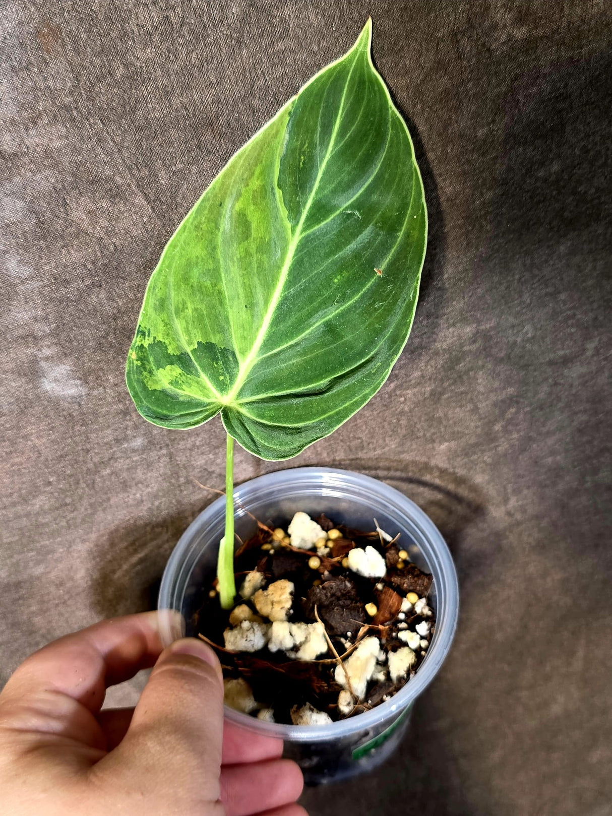 Philodendron Melanochrysum Variegated - Rare EXACT Plant - (June-16-42)