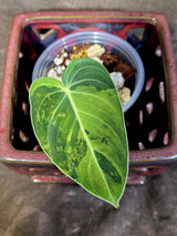 Philodendron Melanochrysum Variegated - Rare EXACT Plant - (June-16-43)