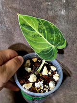 Philodendron Melanochrysum Variegated - Rare EXACT Plant - (June-16-43)