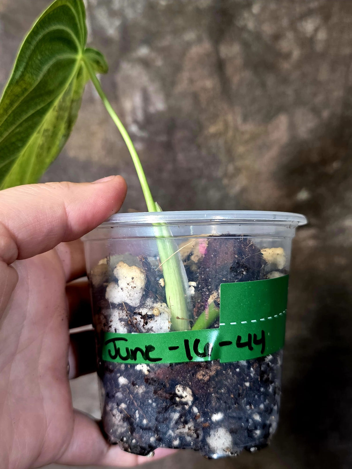 Philodendron Melanochrysum Variegated - Rare EXACT Plant - (June-16-44)