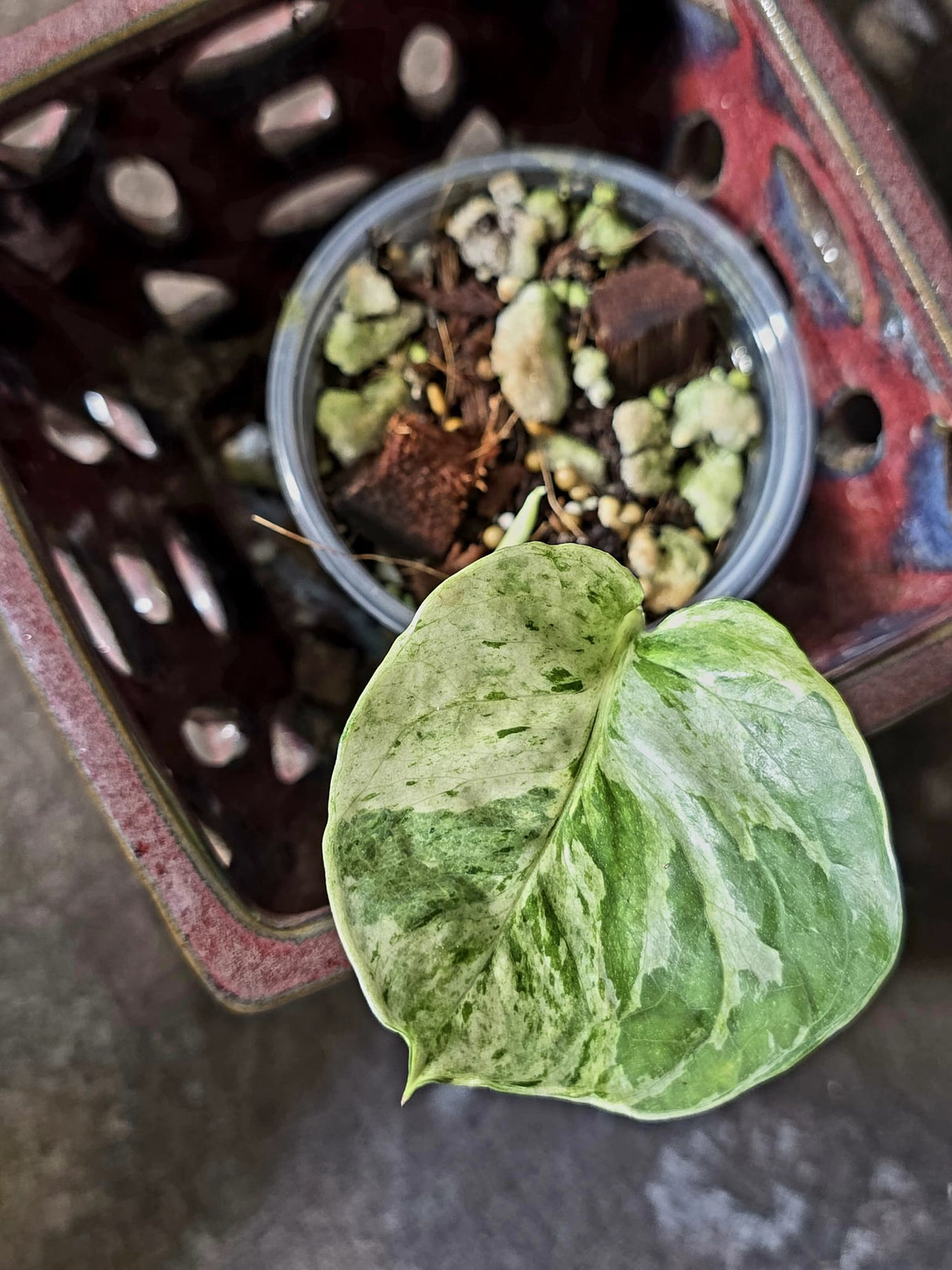 Epipremnum Global Japan - EXACT Japanese Global Pothos - (June-16-45)