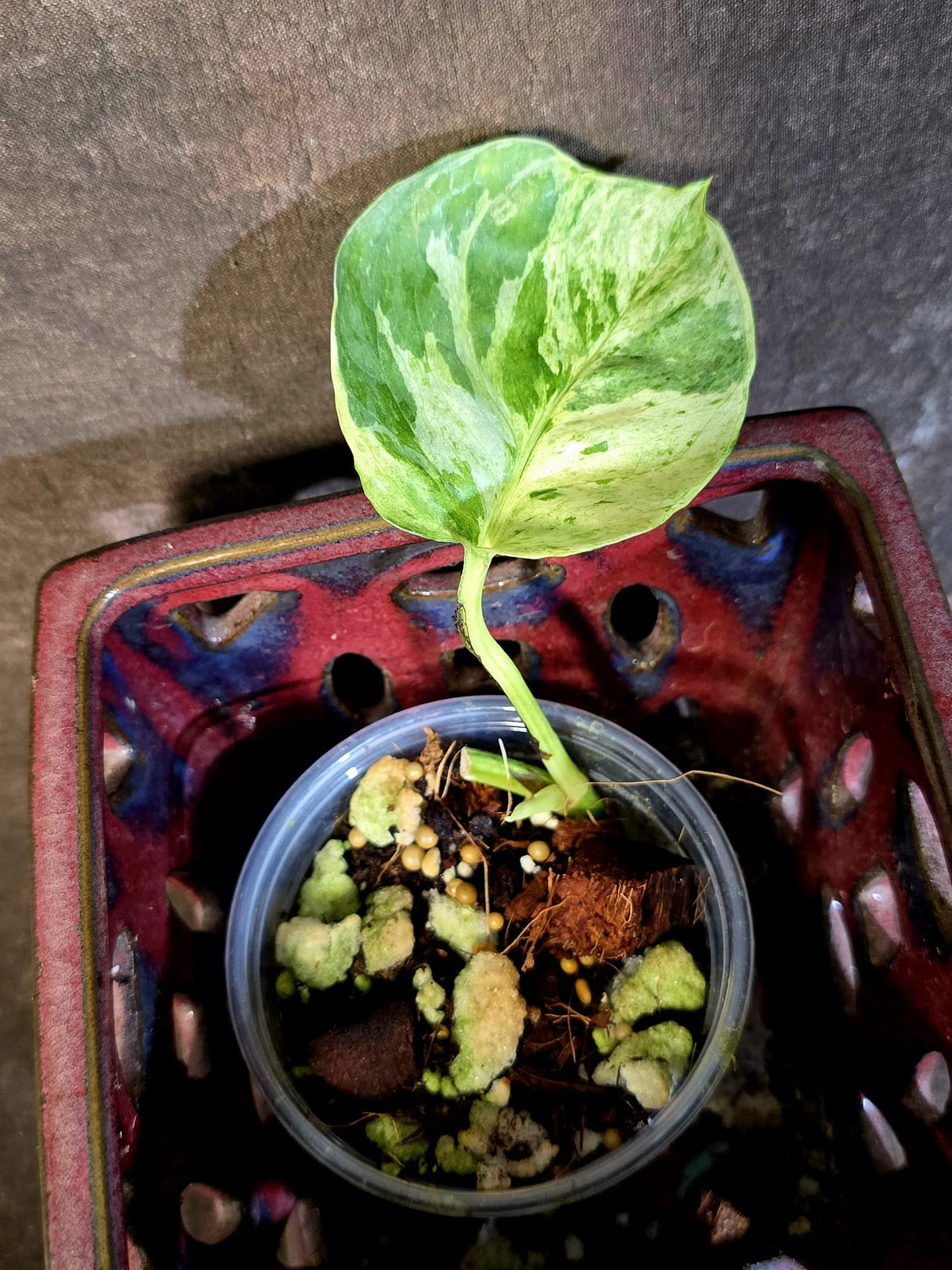 Epipremnum Global Japan - EXACT Japanese Global Pothos - (June-16-45)