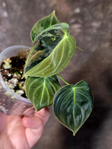 Philodendron Melanochrysum Variegated - Rare EXACT Plant - (June-16-46)