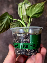Philodendron Melanochrysum Variegated - Rare EXACT Plant - (June-16-46)